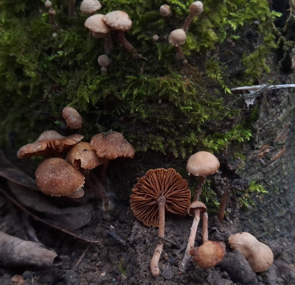 Tubaria conspersa · December 2025 · photo: © yellowplant (iNaturalist, cc-by)