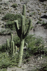 Trichocereus werdermannianus