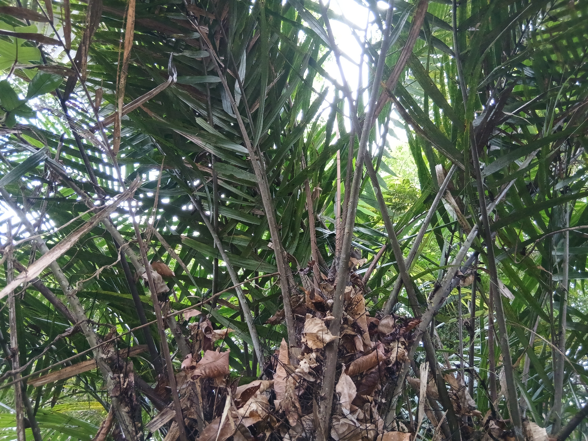 Bactris × moorei Wess.Boer 3
