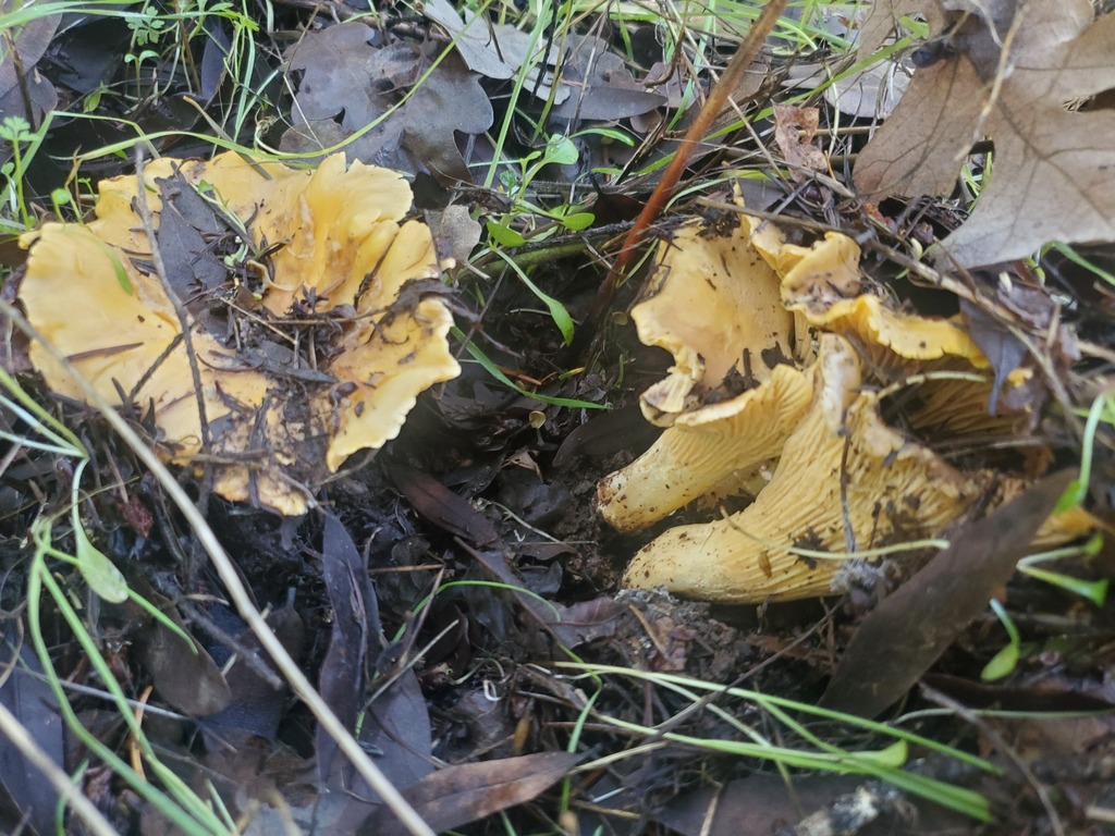 Cantharellus californicus · December 2025 · photo: © arlenedevitt (iNaturalist, cc-by)
