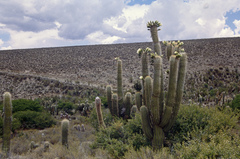 Trichocereus werdermannianus