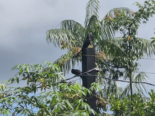 Smooth-billed Ani (Crotophaga ani), photo 4