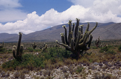 Trichocereus werdermannianus