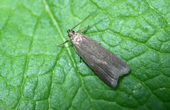 Acompsia cinerella
