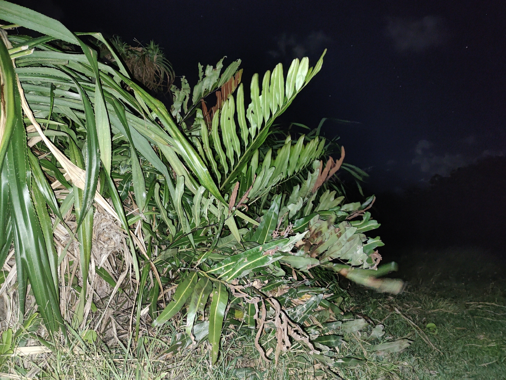 Imagem de samambaia-do-mangue