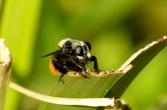 Mallophora ruficauda