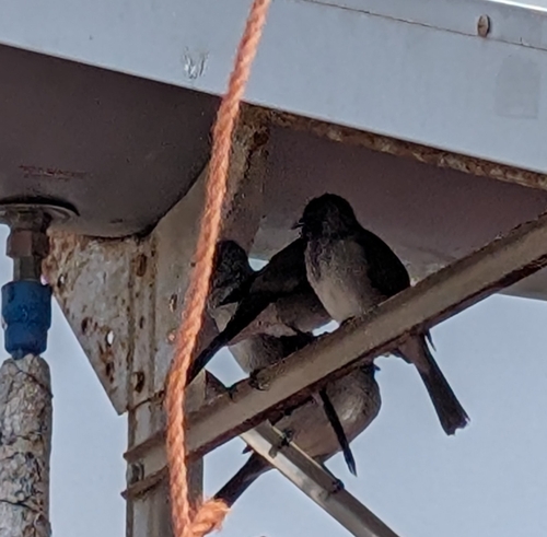 Common Bulbul (Pycnonotus barbatus), photo 1