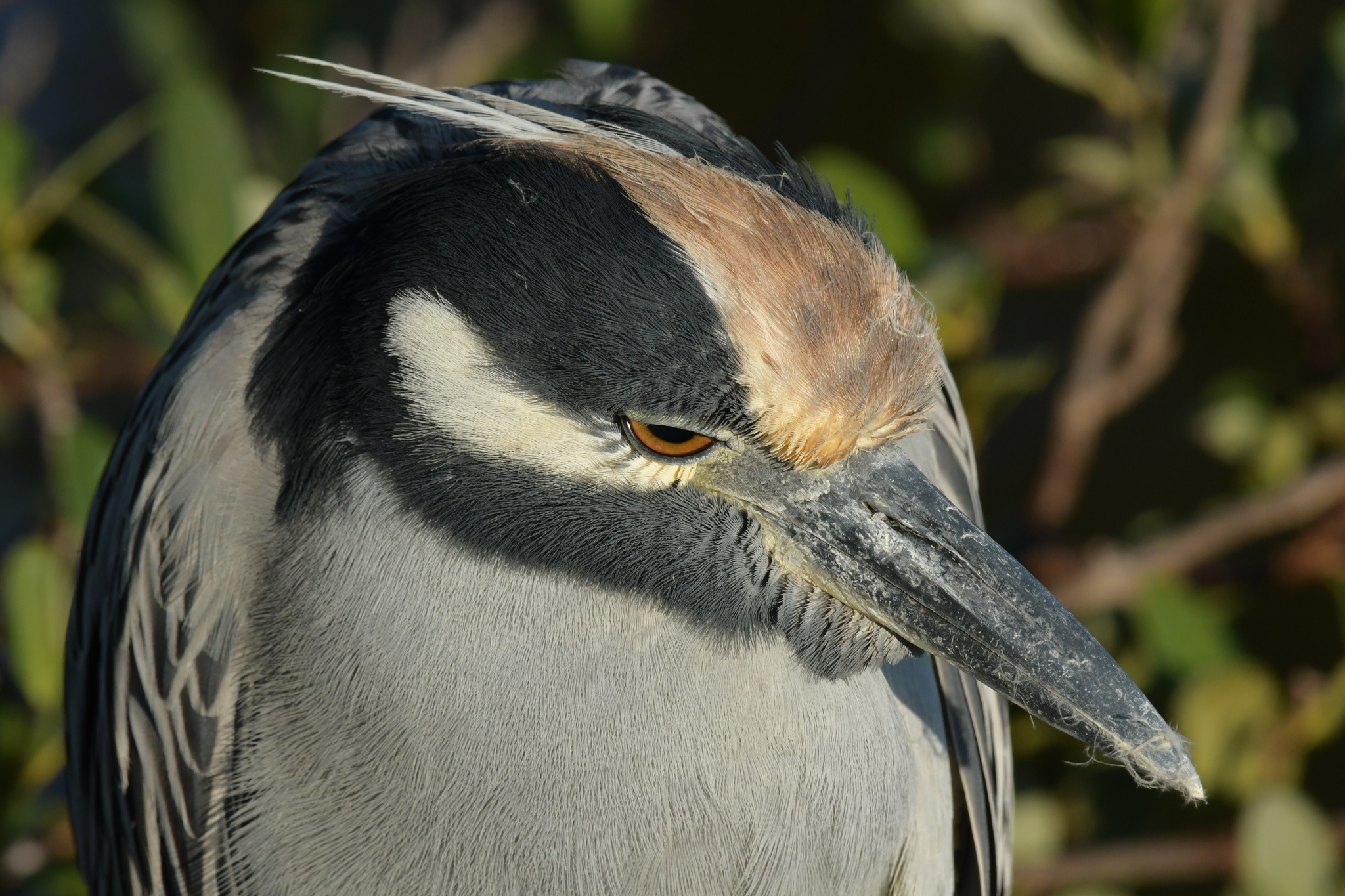 Yellow-Crowned Night-Heron in Sarasota, FL - Slide 4