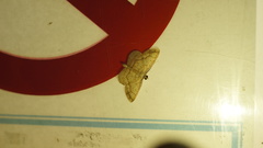 Synegia limitatoides