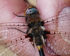 Helocordulia selysii