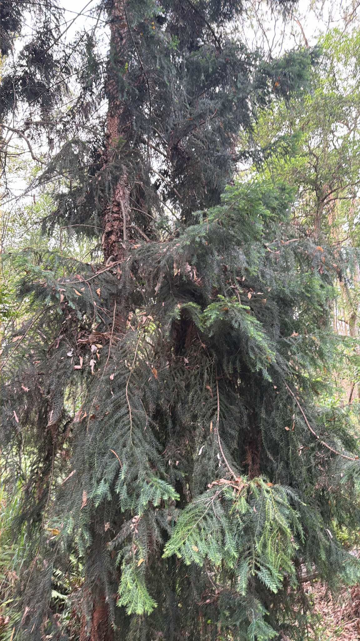 Hoop pine