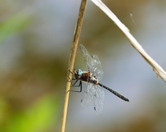 Helocordulia selysii