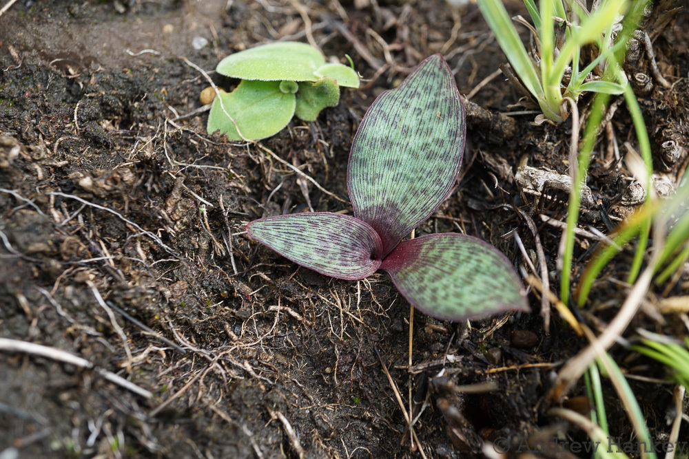 Ledebouria sandersonii, Mkhomazi Wilderness area, South Africa