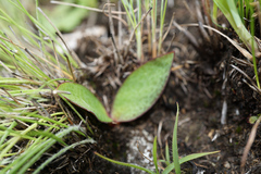 Ledebouria sandersonii