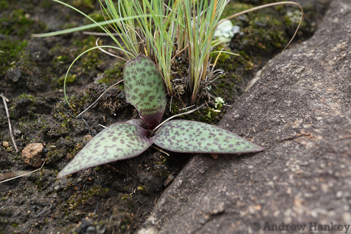 Ledebouria sandersonii