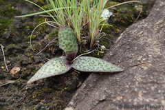 Ledebouria sandersonii