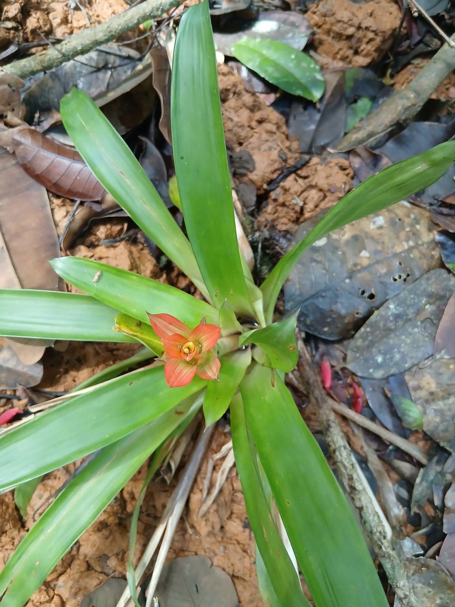 Guzmania × amoena H.Luther 3