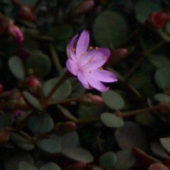 Portulaca bicolor