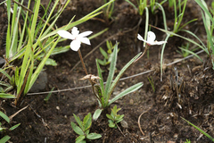 Rhodohypoxis