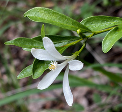 Small Honeysuckle Bush (Turraea obtusifolia)