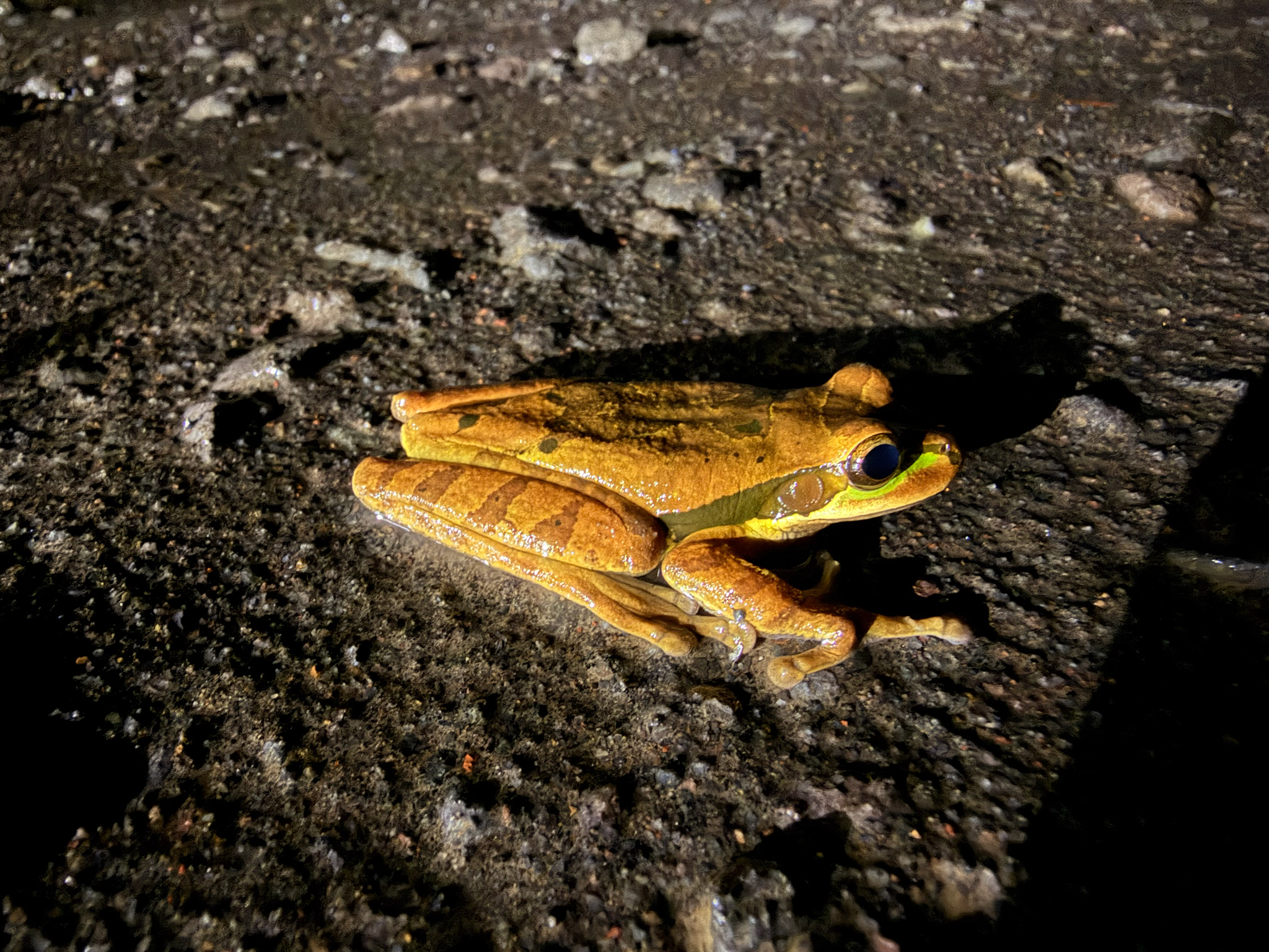 Smilisca phaeota (Cope, 1862)