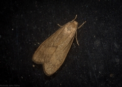 Lambula obliquilinea