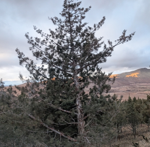 Arizona cypress