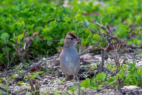 White-crowned Sparrow (Zonotrichia leucophrys), photo 2