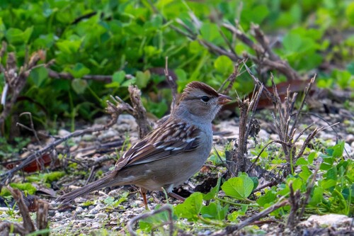White-crowned Sparrow (Zonotrichia leucophrys), photo 3