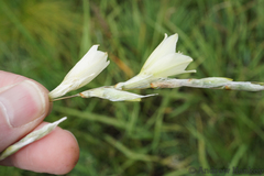 Dierama argyreum