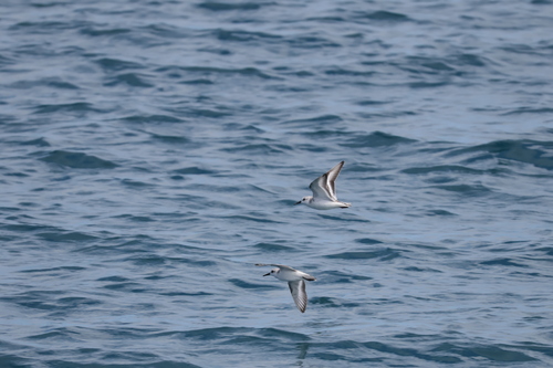 Sanderling (Calidris alba), photo 9