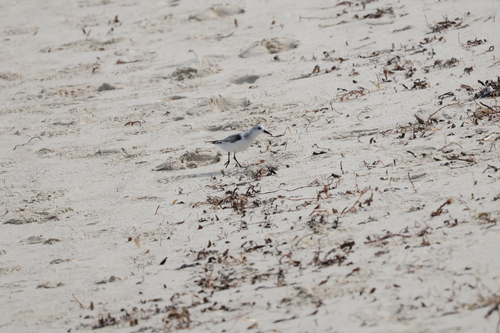 Sanderling (Calidris alba), photo 10