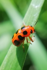 Ceratobasis koenigii