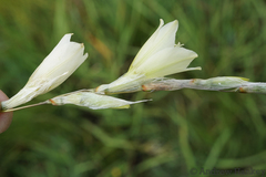 Dierama argyreum