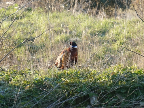 Common Pheasant (Phasianus colchicus), photo 8
