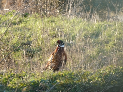 Common Pheasant (Phasianus colchicus), photo 9