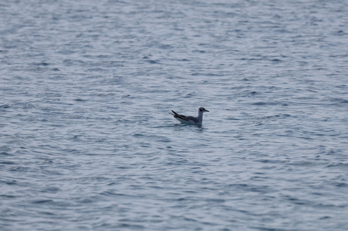 Bonaparte's Gull (Chroicocephalus philadelphia), photo 3