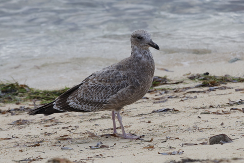 American Herring Gull (Larus smithsonianus), photo 4