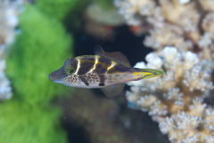 Paraluteres prionurus