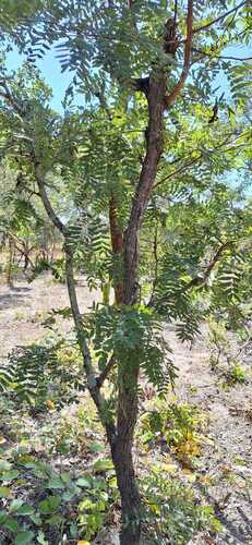Brachystegia longifolia
