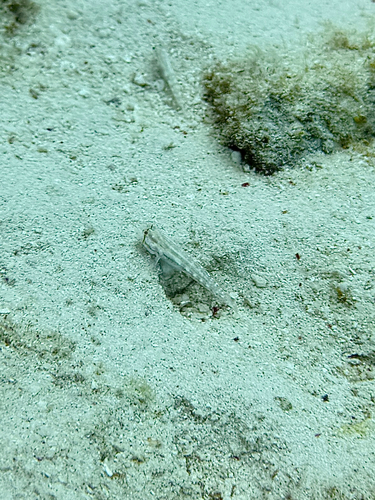 Goldspot goby (Gnatholepis thompsoni) — Gobiidae
