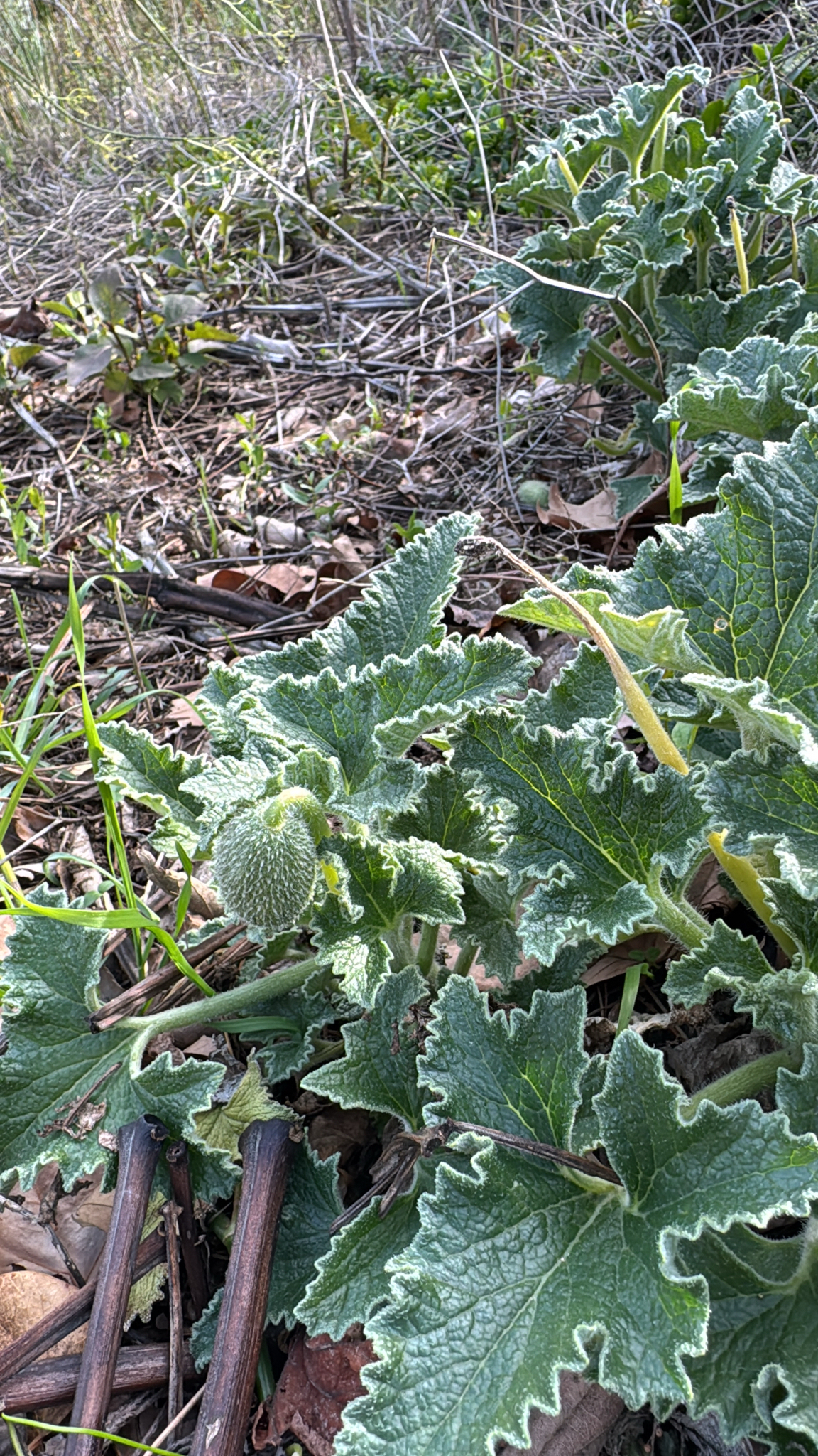 Squirting cucumber