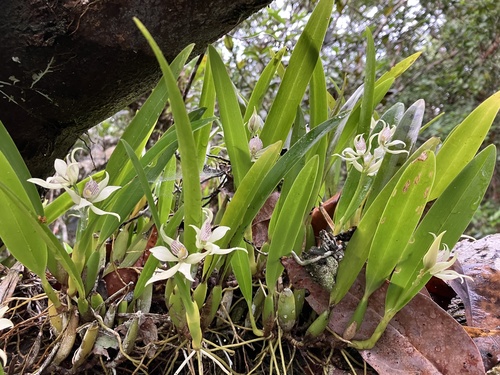 Prosthechea aemula, photograph 2