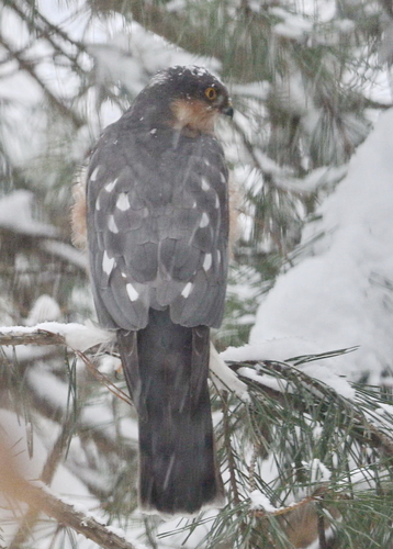 Eurasian Sparrowhawk (Accipiter nisus), photo 6