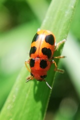 Ceratobasis koenigii