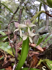 Prosthechea aemula, photograph (c) Mario Cohn-Haft, some rights reserved (CC BY)