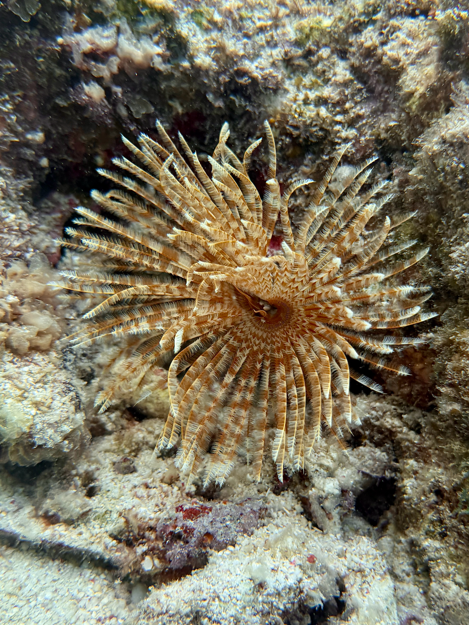 Sabellastarte magnifica (Shaw, 1800)