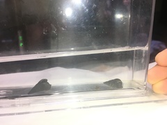 Semisulcospira libertina