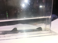 Semisulcospira libertina