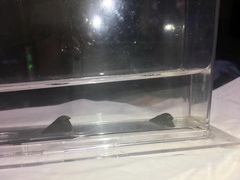 Semisulcospira libertina